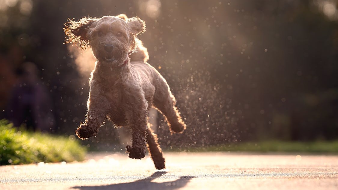 Active dog running