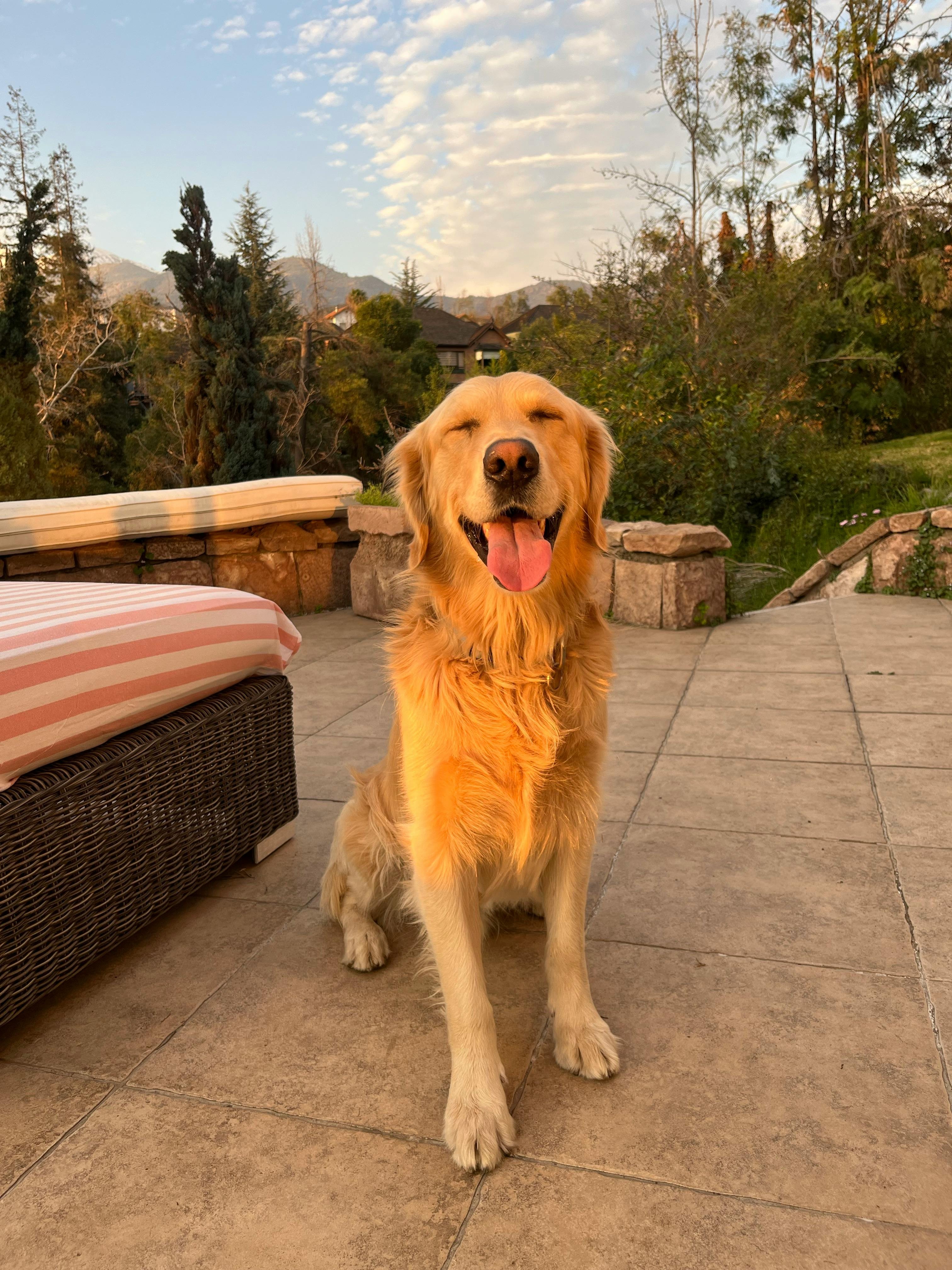 Happy golden retriever